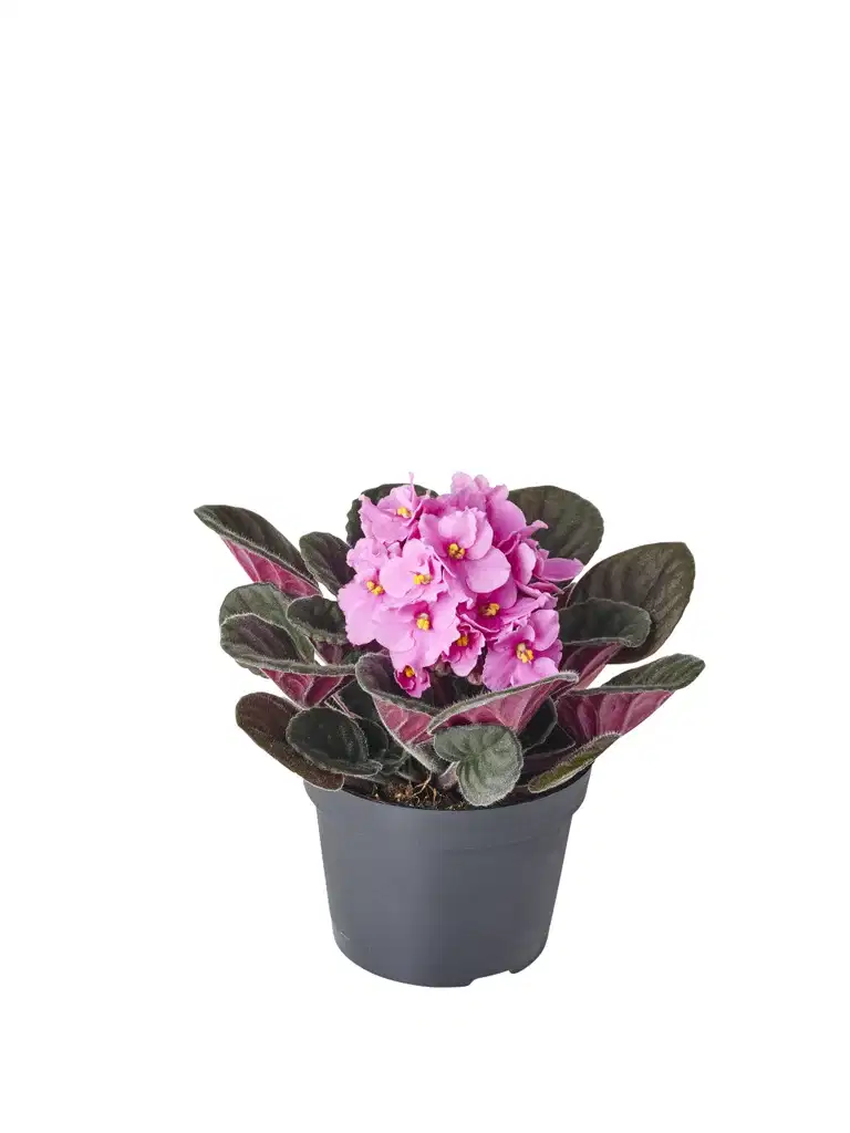 Saintpaulia ionantha Pink 12 cm
