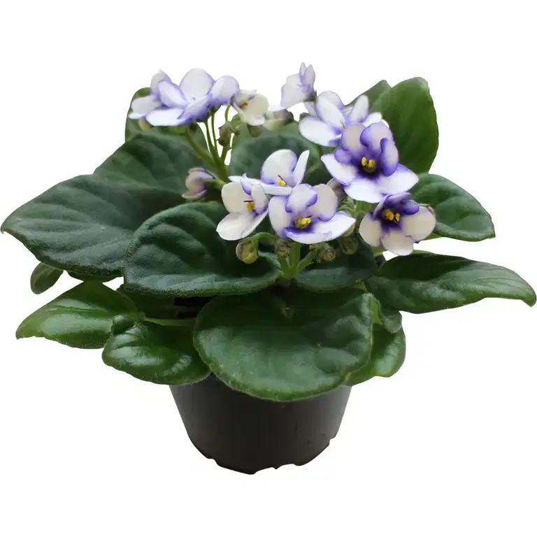 Saintpaulia ionantha Special varieties 12 cm