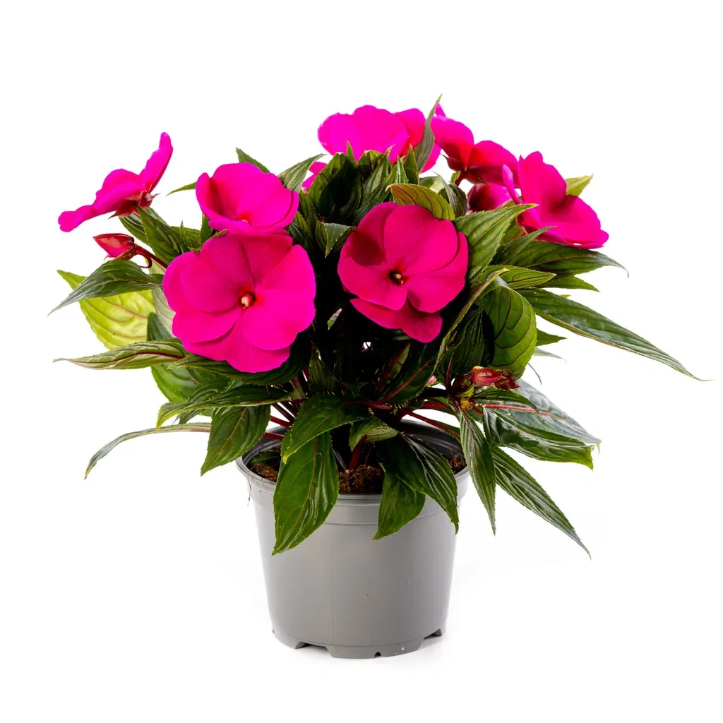 Impatiens N.G. Purple 12 cm