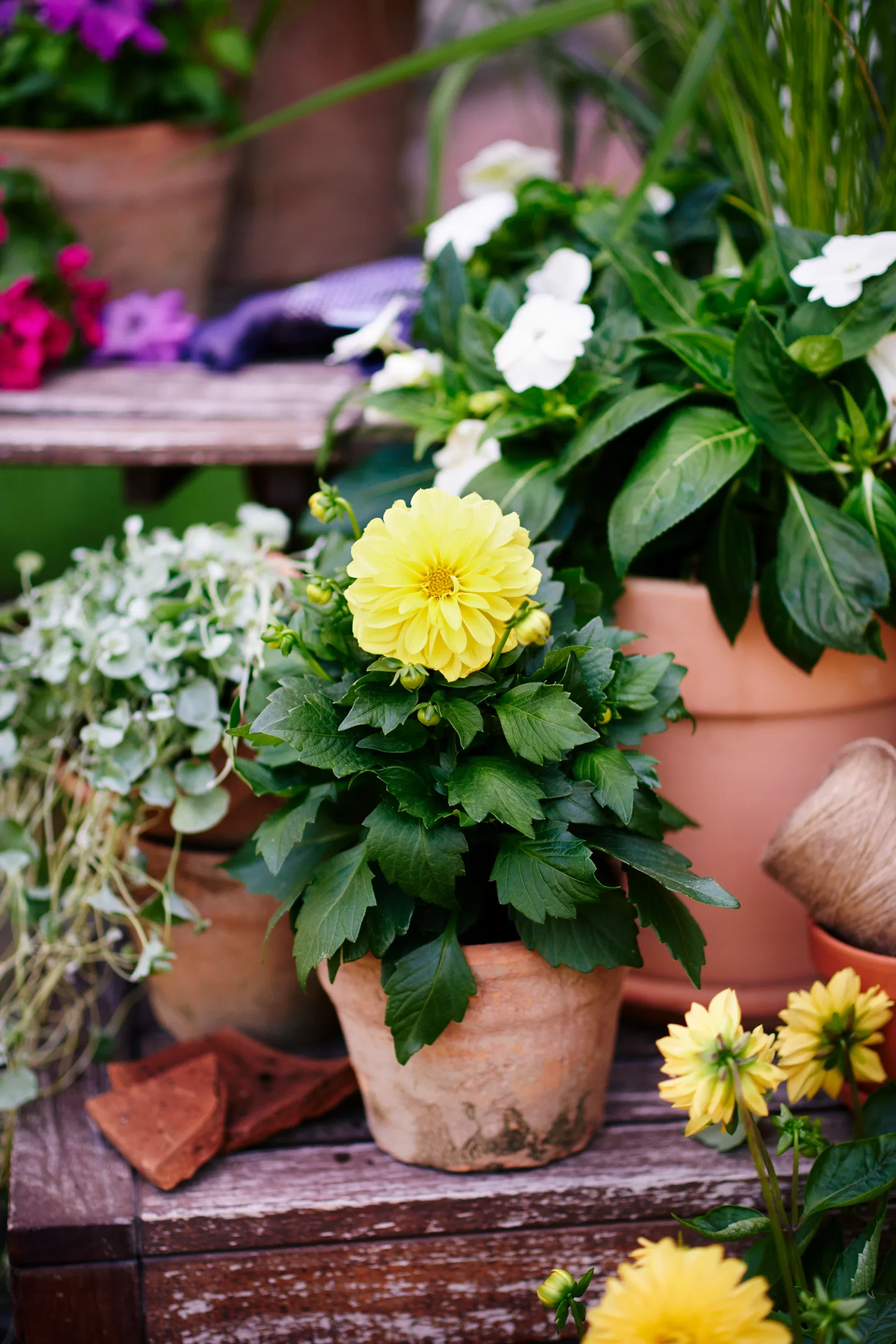 Lyckliga Lotta 'New Guinea'