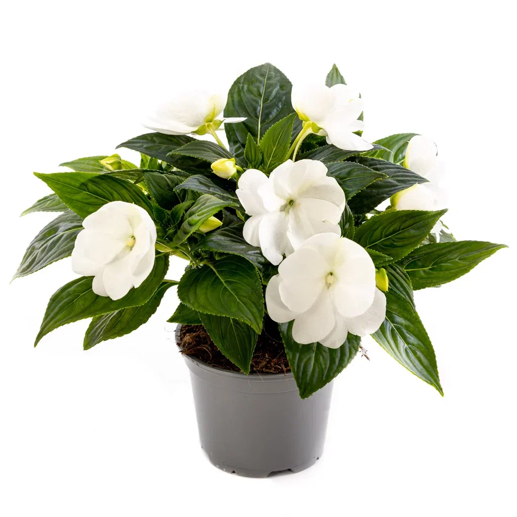 Lyckliga Lotta 'New Guinea'