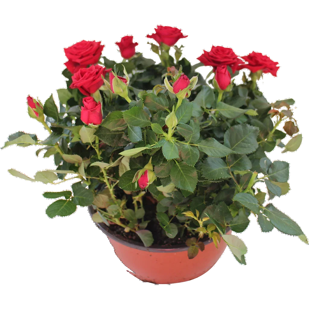 Rosa bowl Red 23 cm