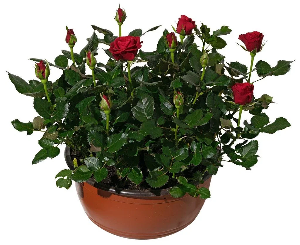 Rosa bowl Red 23 cm
