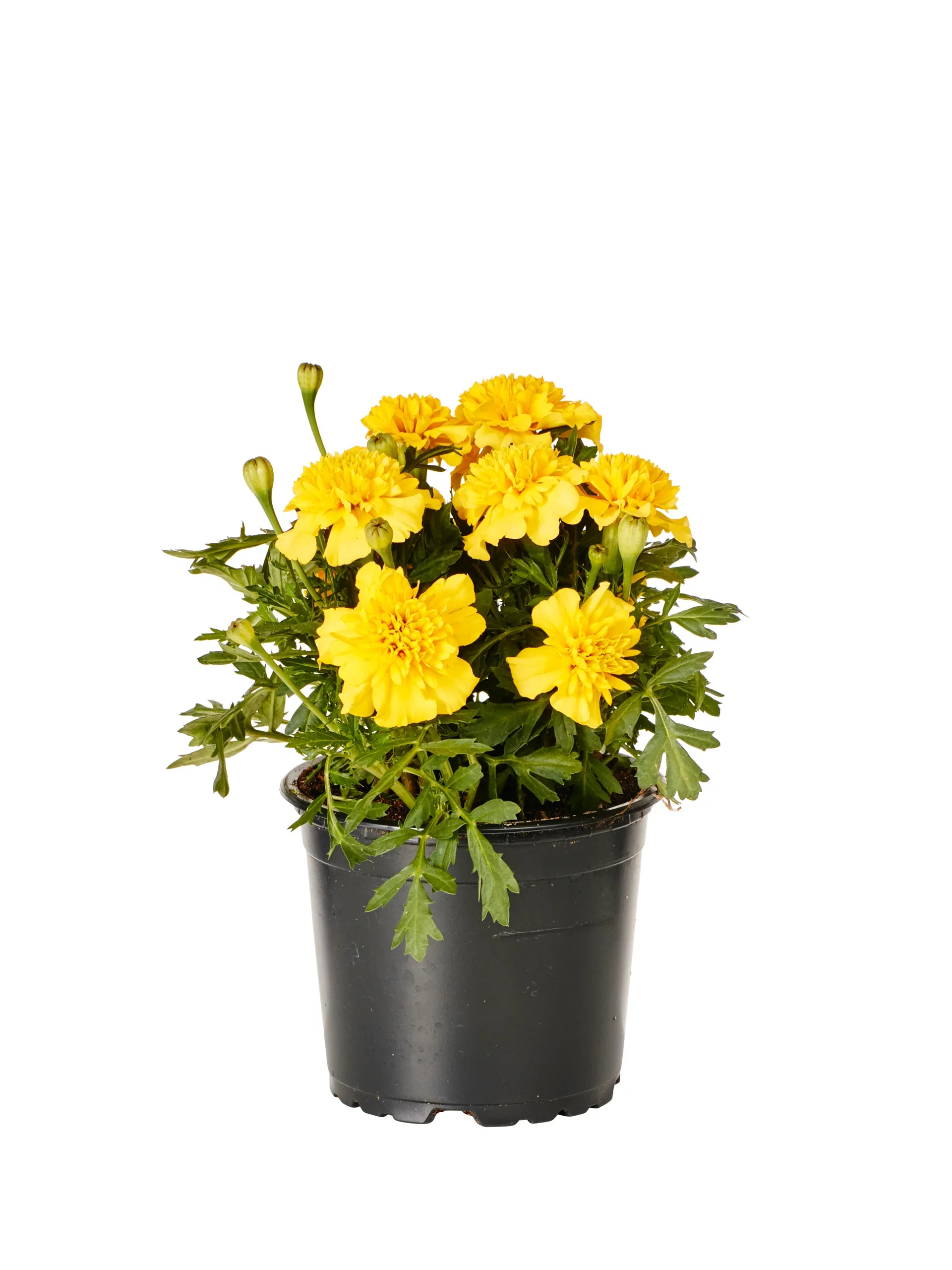 Tagetes småblommig