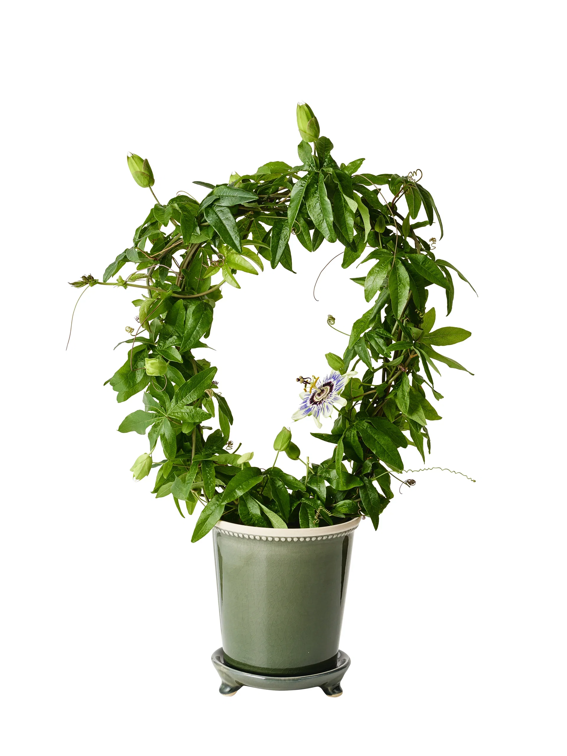 Passiflora