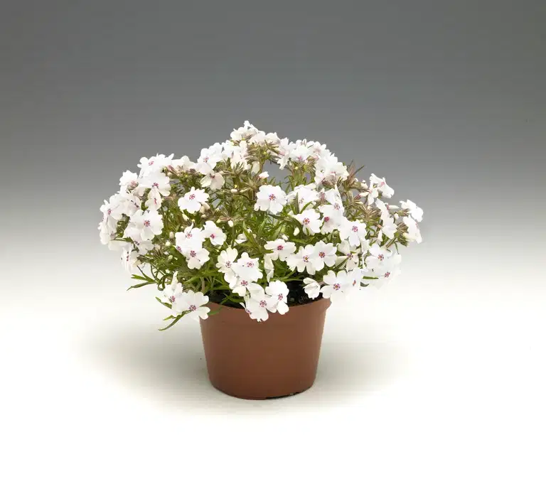 Phlox subulata 12cm
