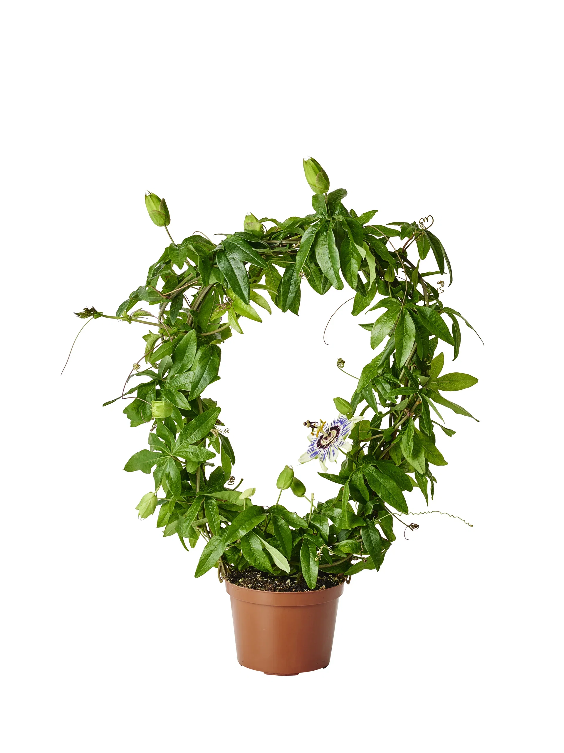 Passiflora