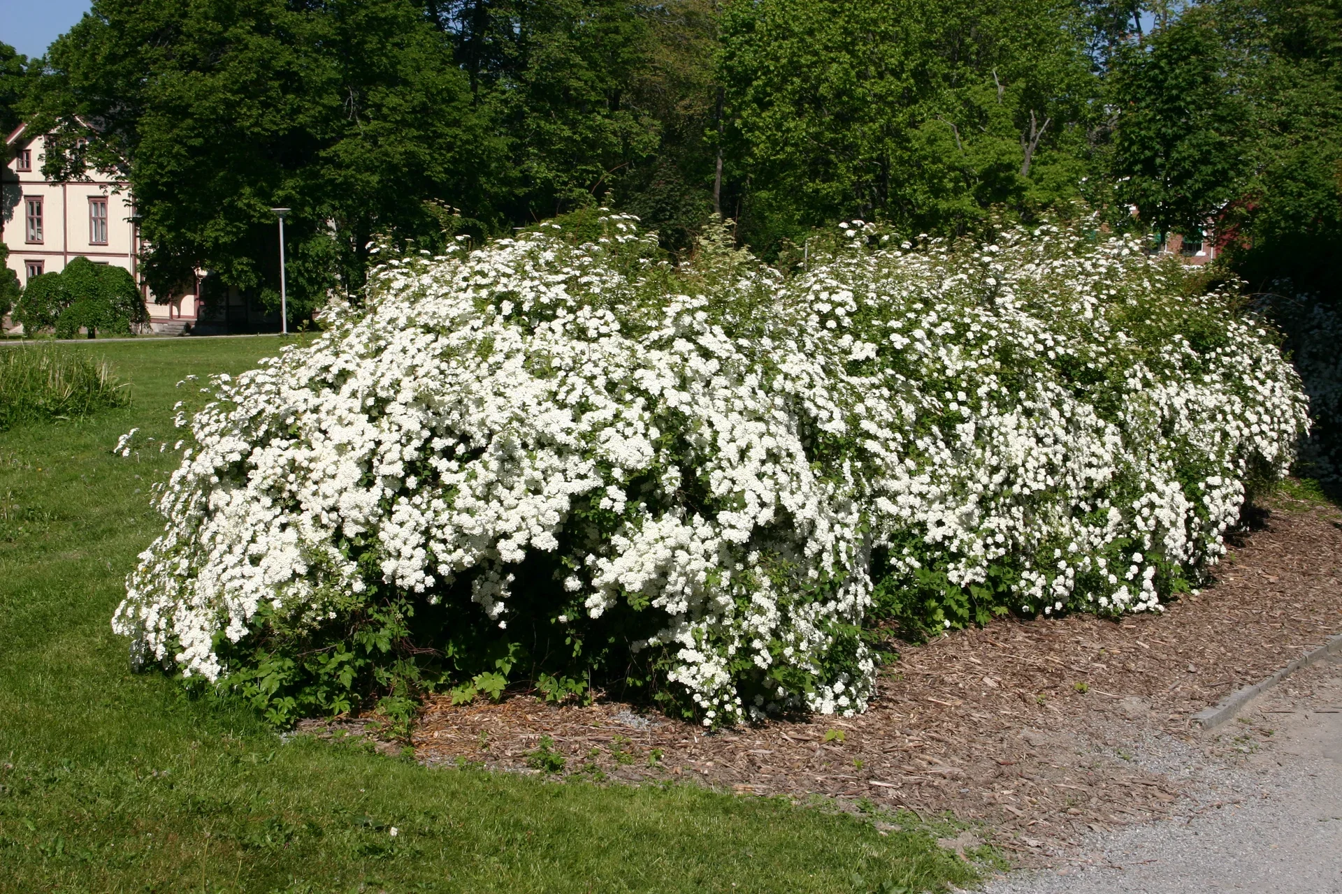 Bukettspirea