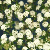 Bukettspirea