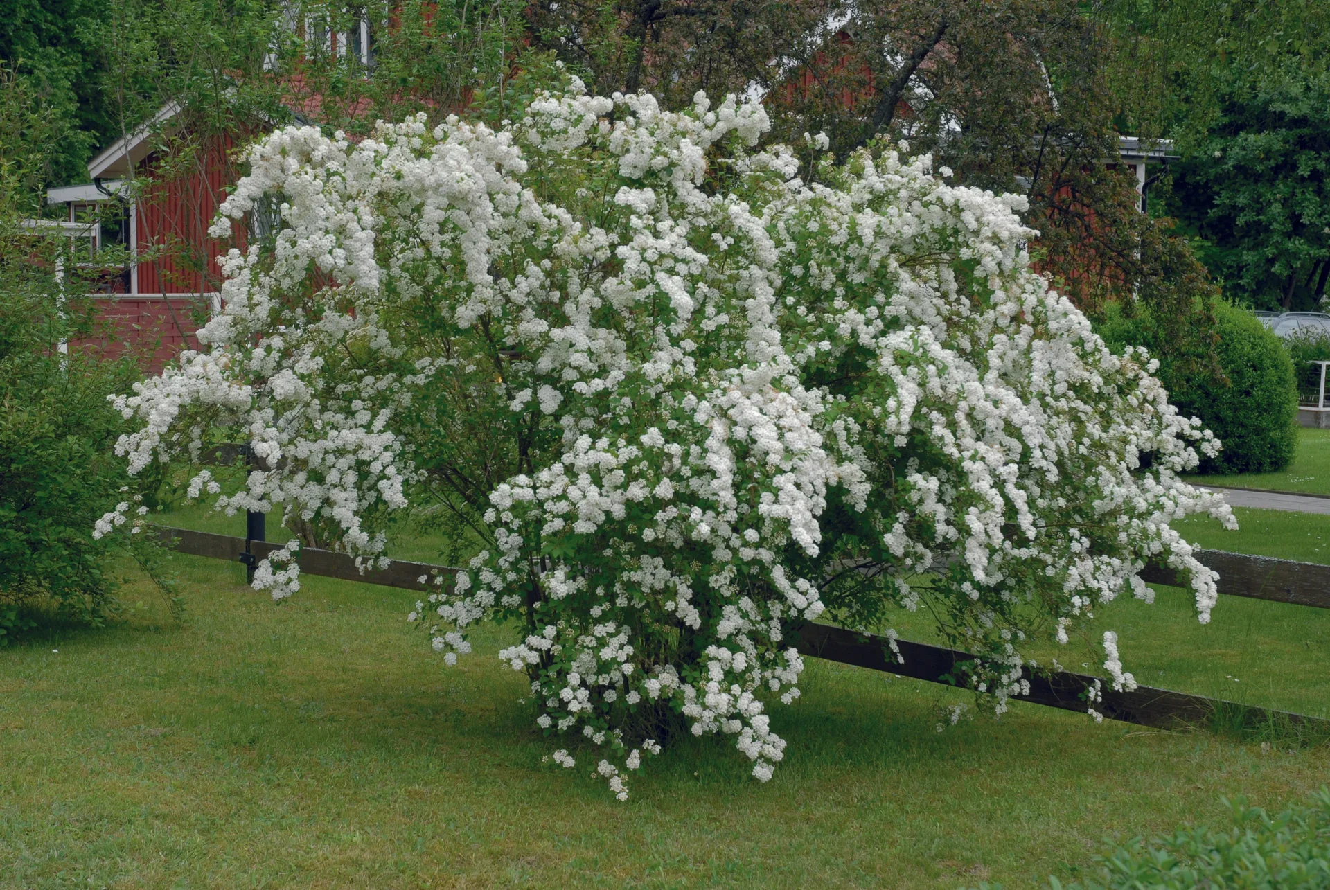 Bukettspirea