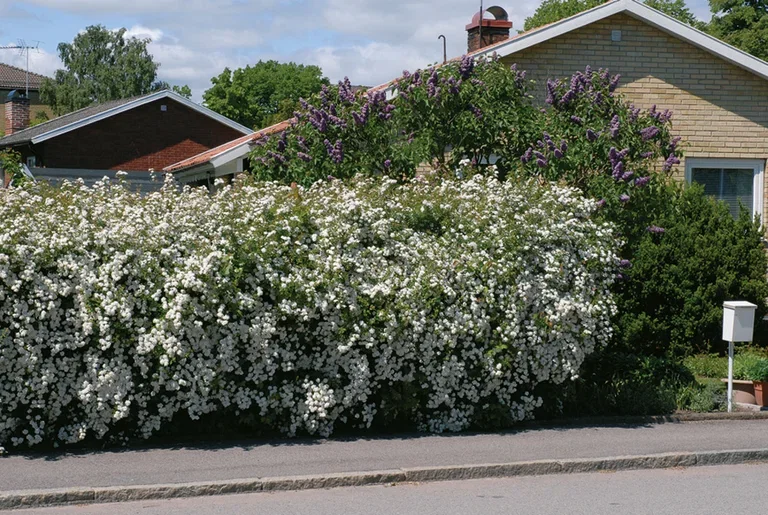 Bukettspirea