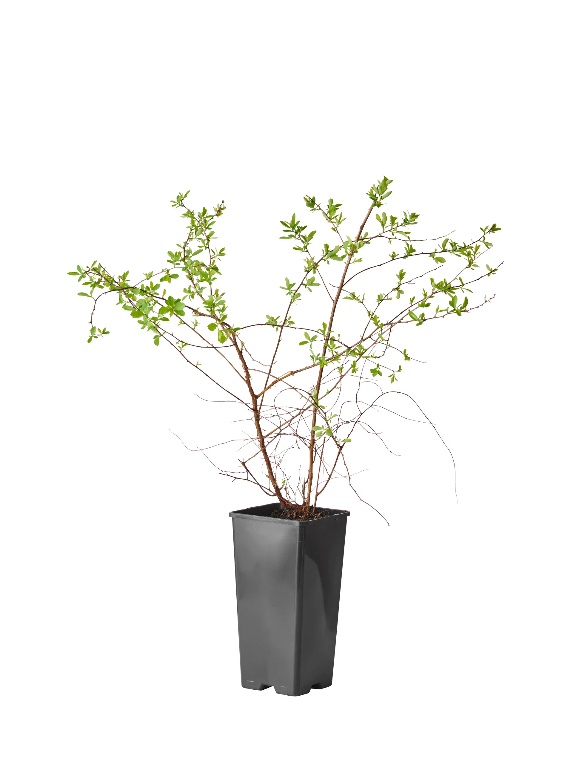 Bukettspirea