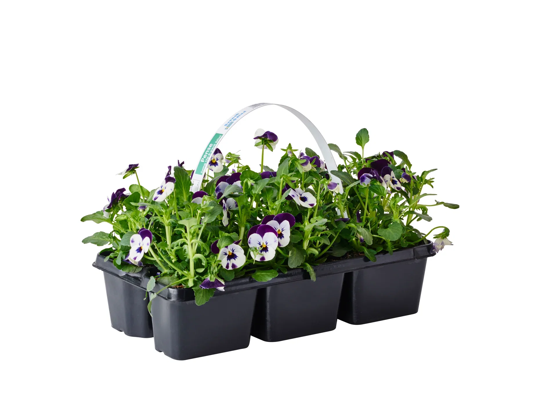 Pensé småblommig