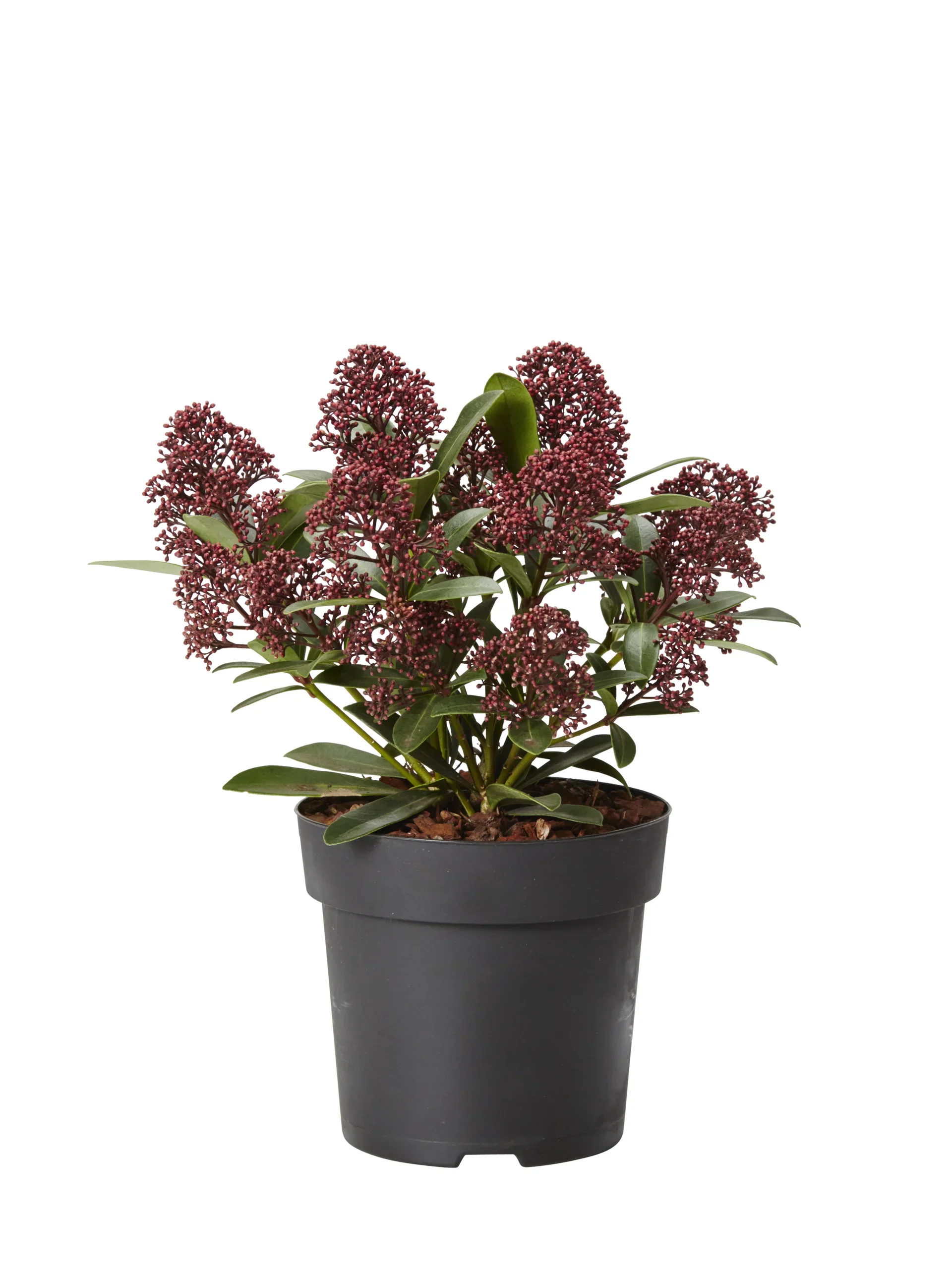 Skimmia j. 'Rubella 9+  10,5 cm