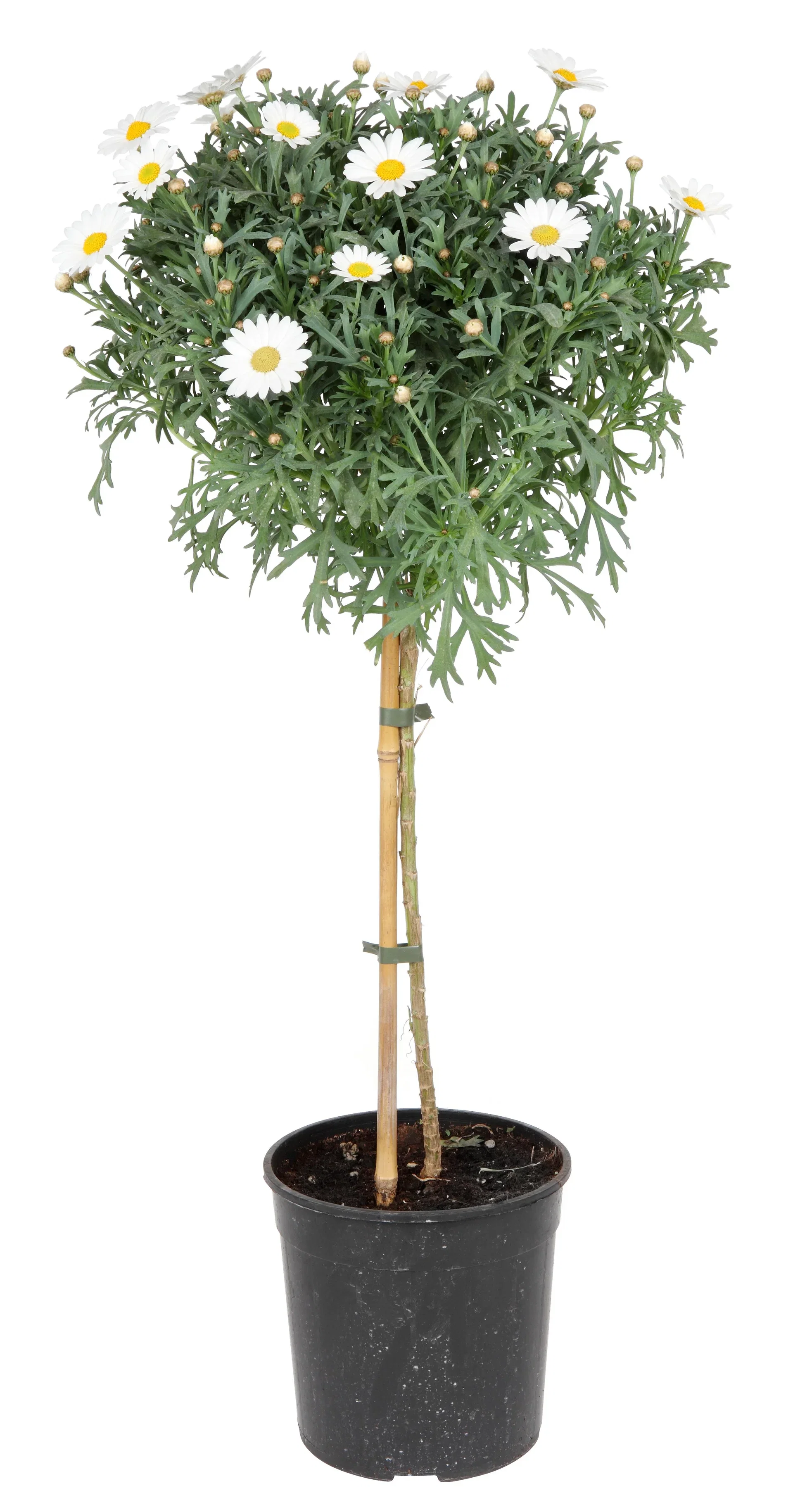 Argyranthemum stem White 19 cm