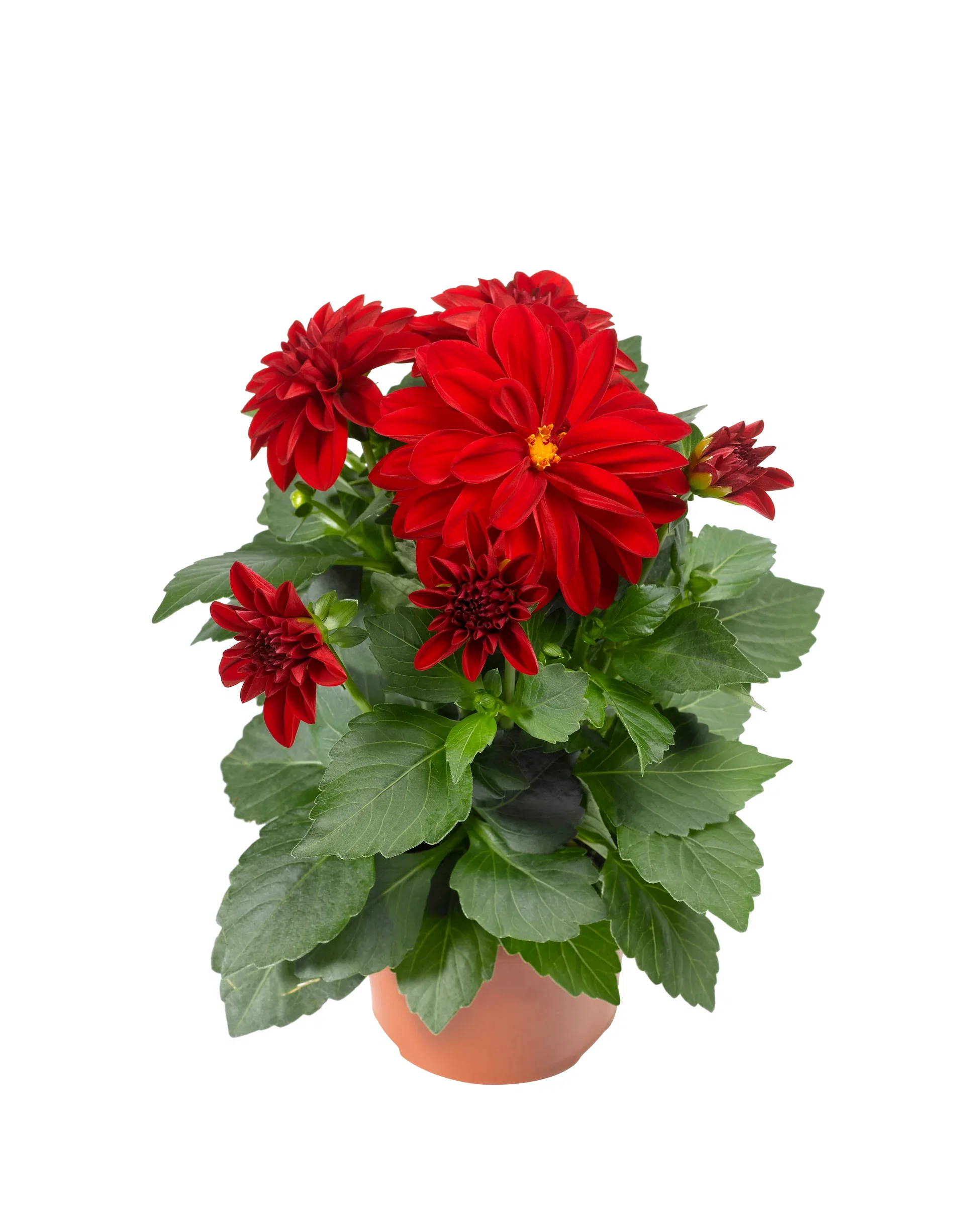 Dahlia green leaf, double fl. Red 12 cm