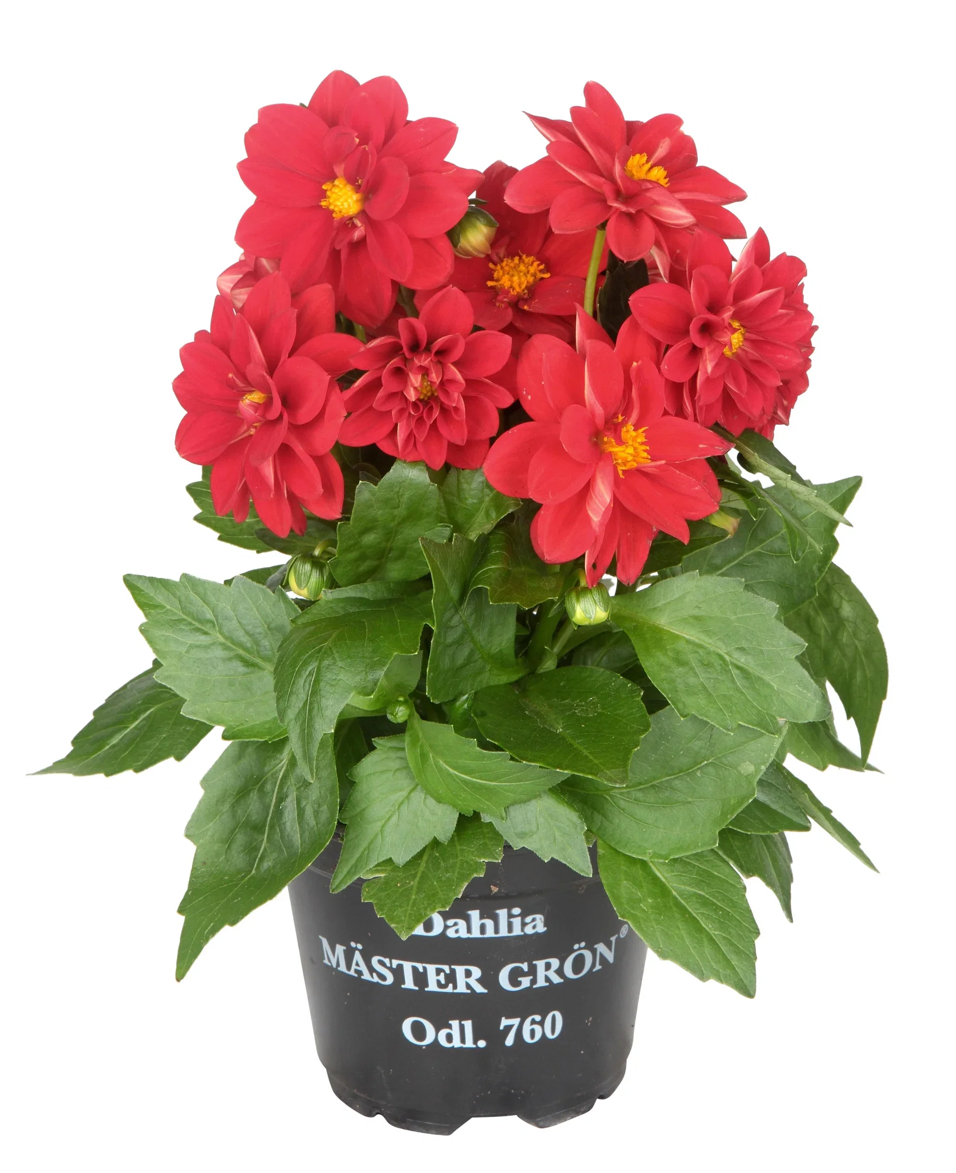 Dahlia green leaf, double fl. Red 12 cm