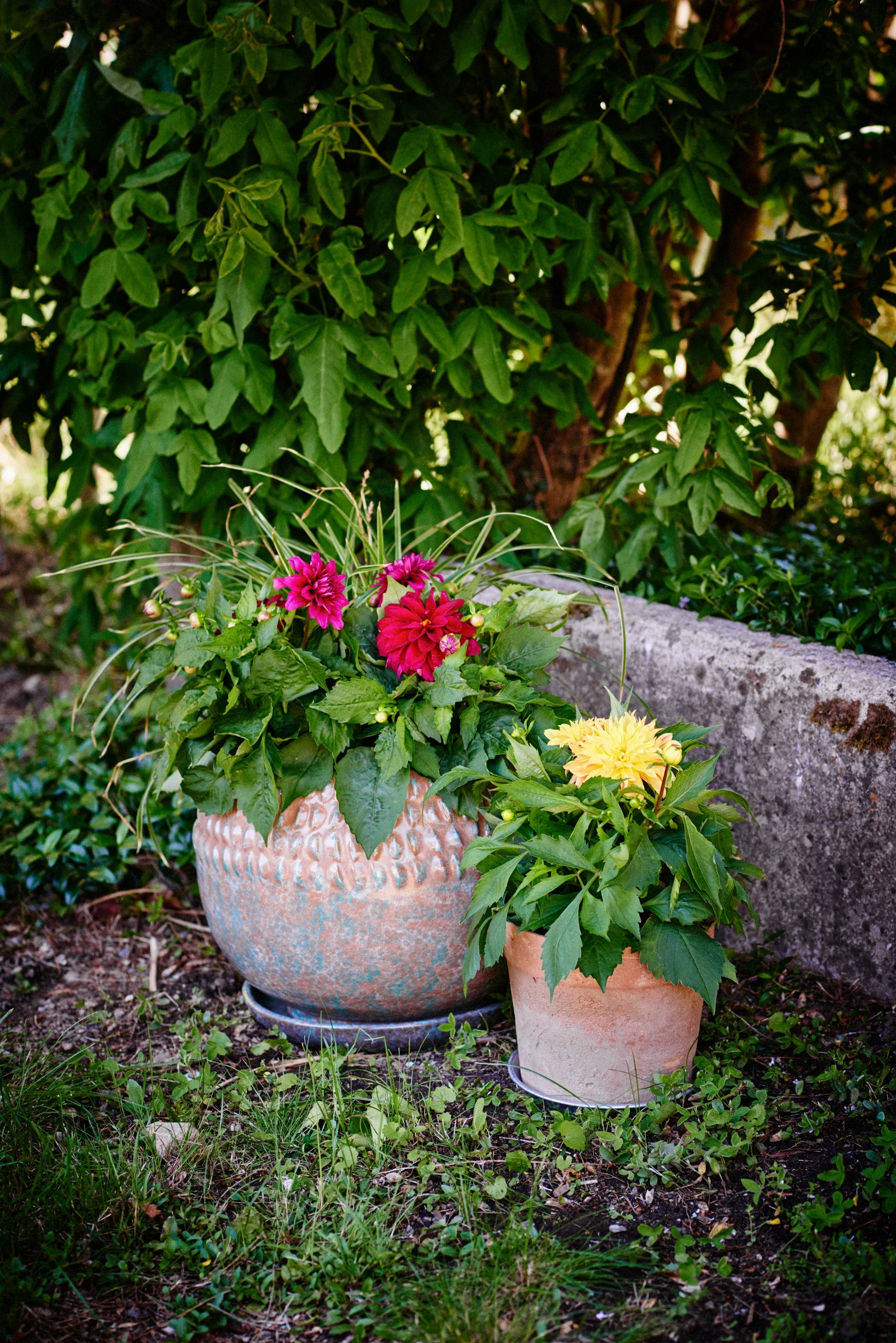 Dahlia green leaf, double fl. Red 12 cm