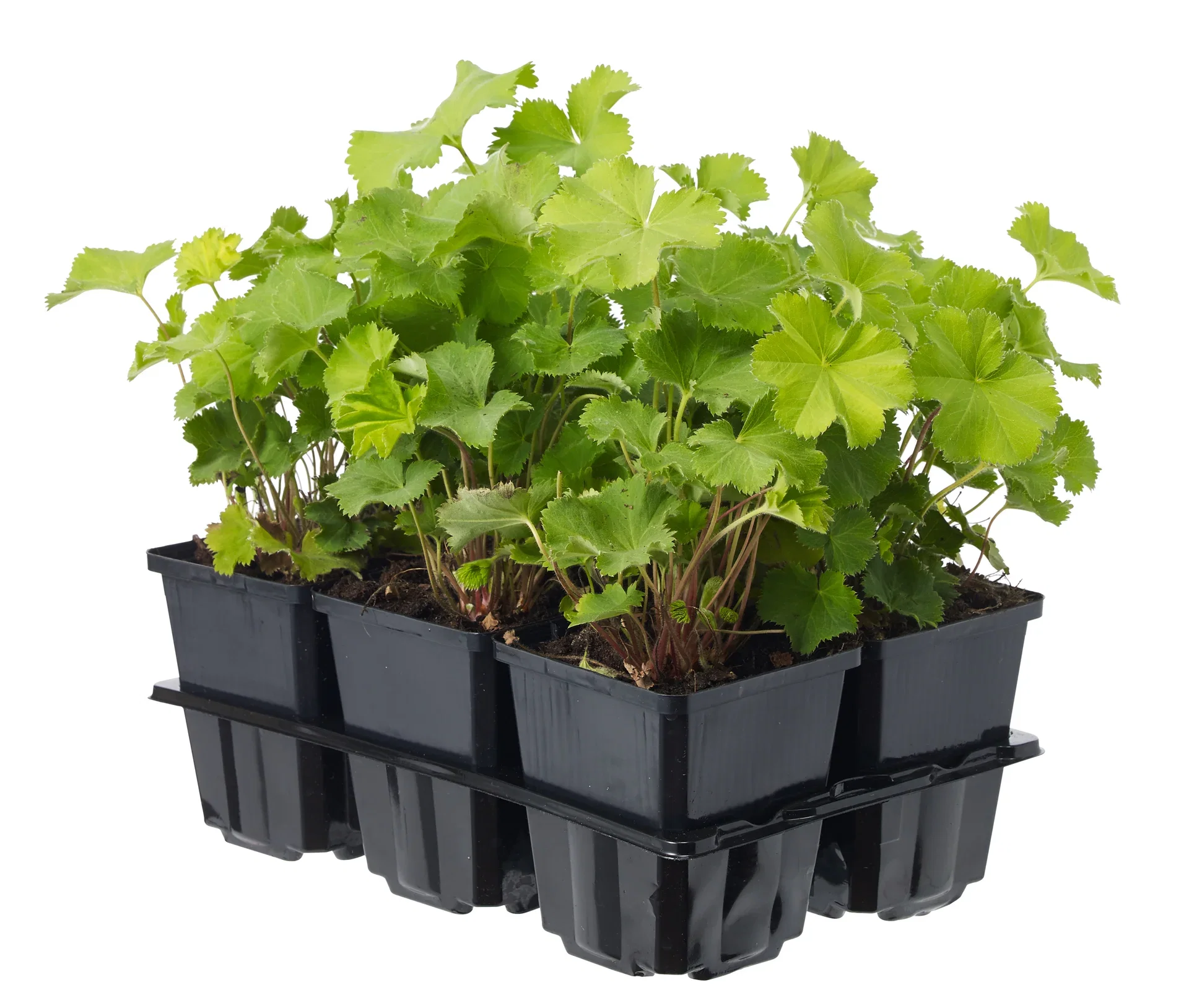 Alchemilla mollis 6-pack