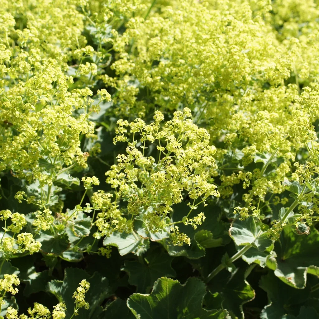 Alchemilla mollis 6-pack