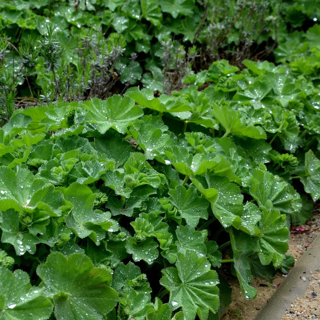 Alchemilla mollis 6-pack