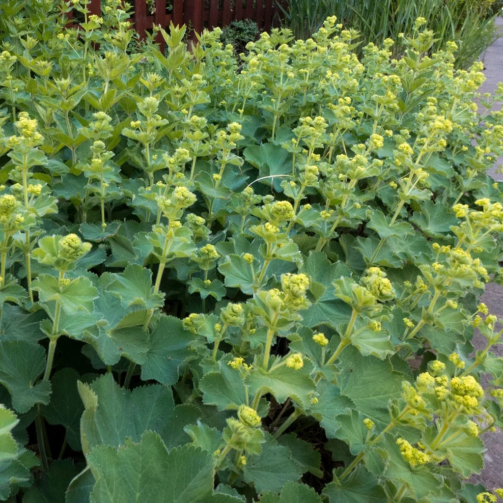 Alchemilla mollis 6-pack