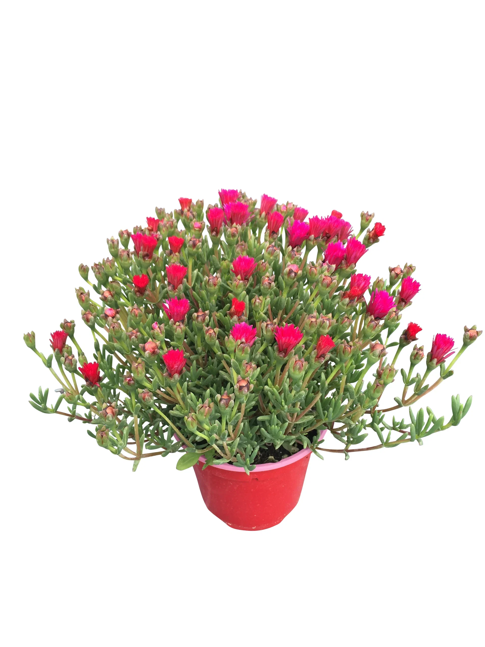 Mesembryanthemum 14 cm