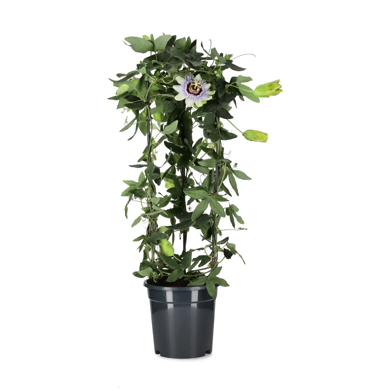 Passiflora pyramide 17 cm