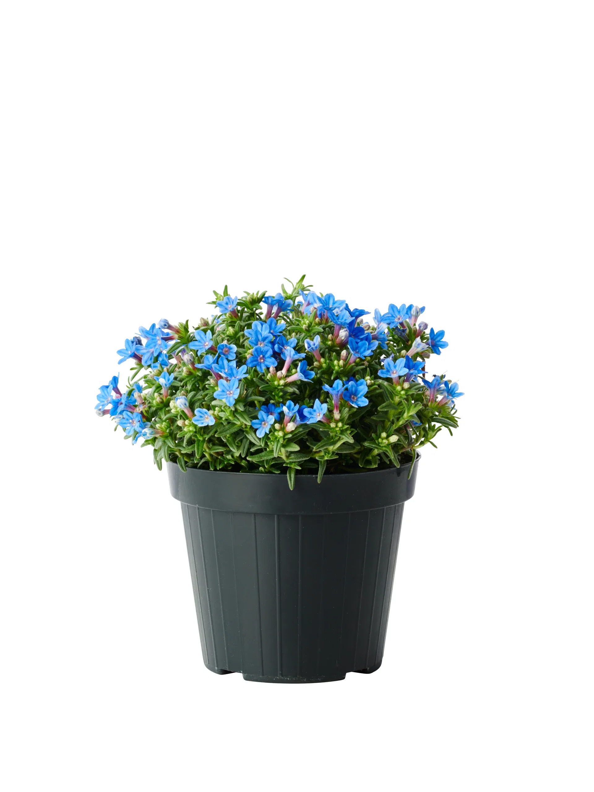 Bergstenfrö 'Heavenly Blue'