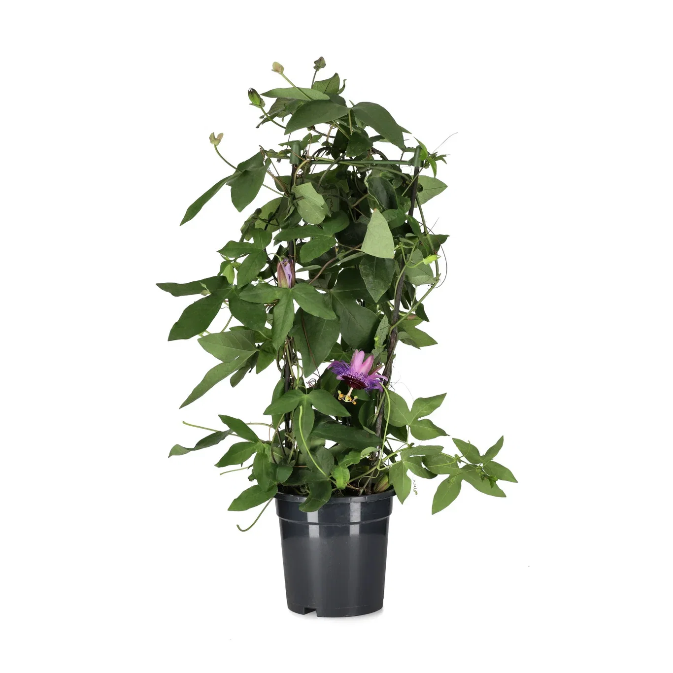 Passiflora pyramide 17 cm