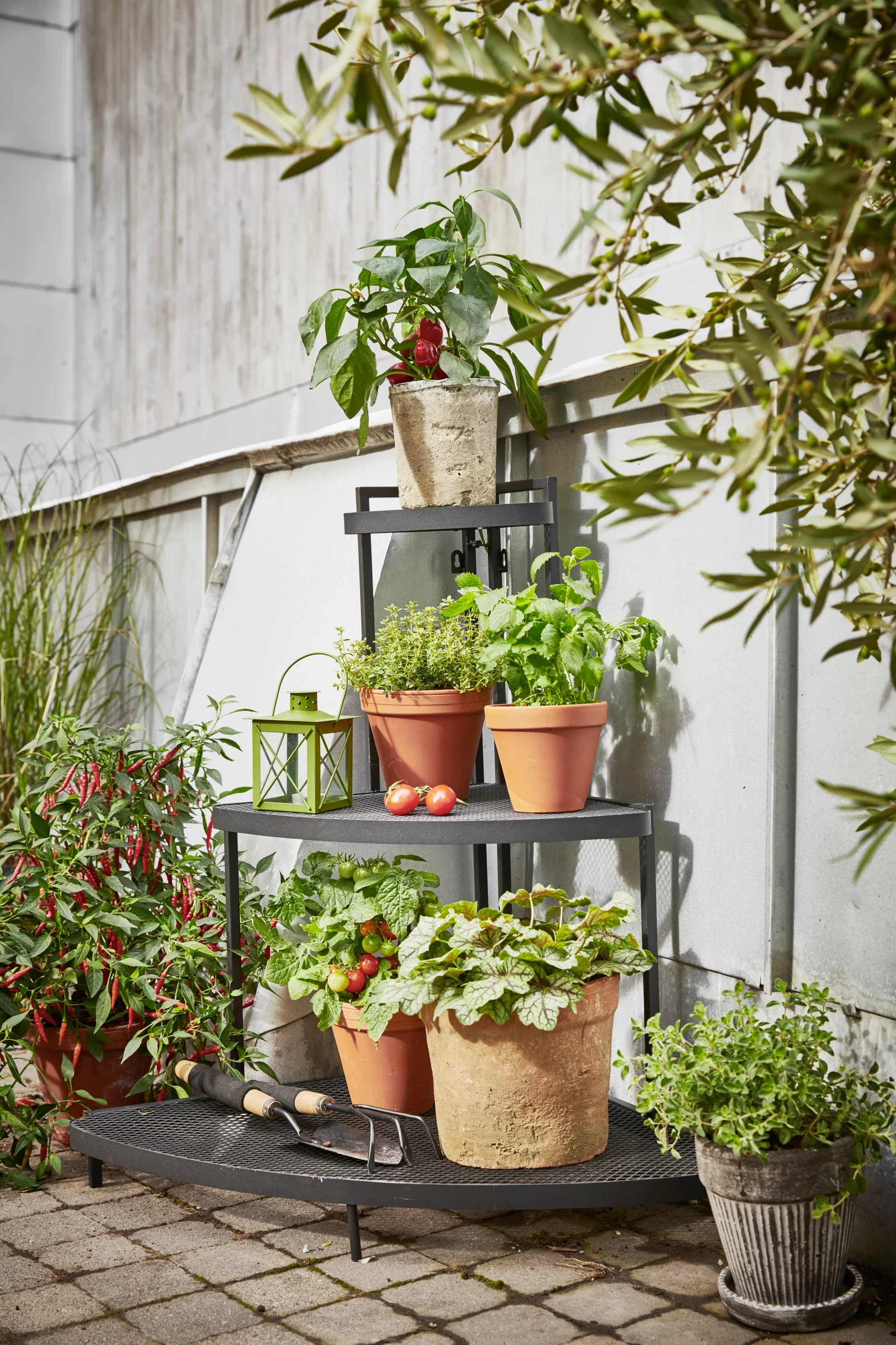 Origanum vulgare 14 cm