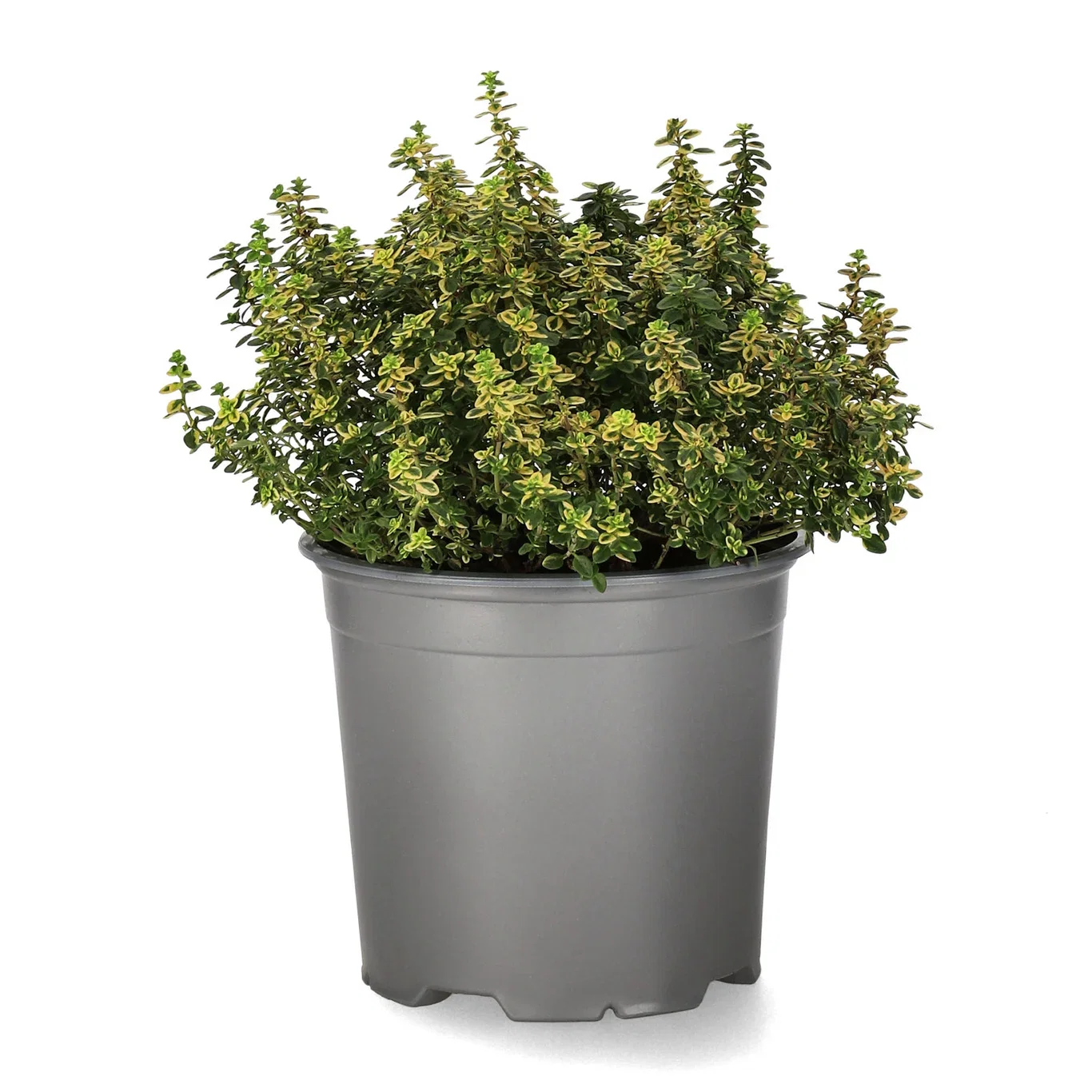 Citrontimjan 'Aureus'