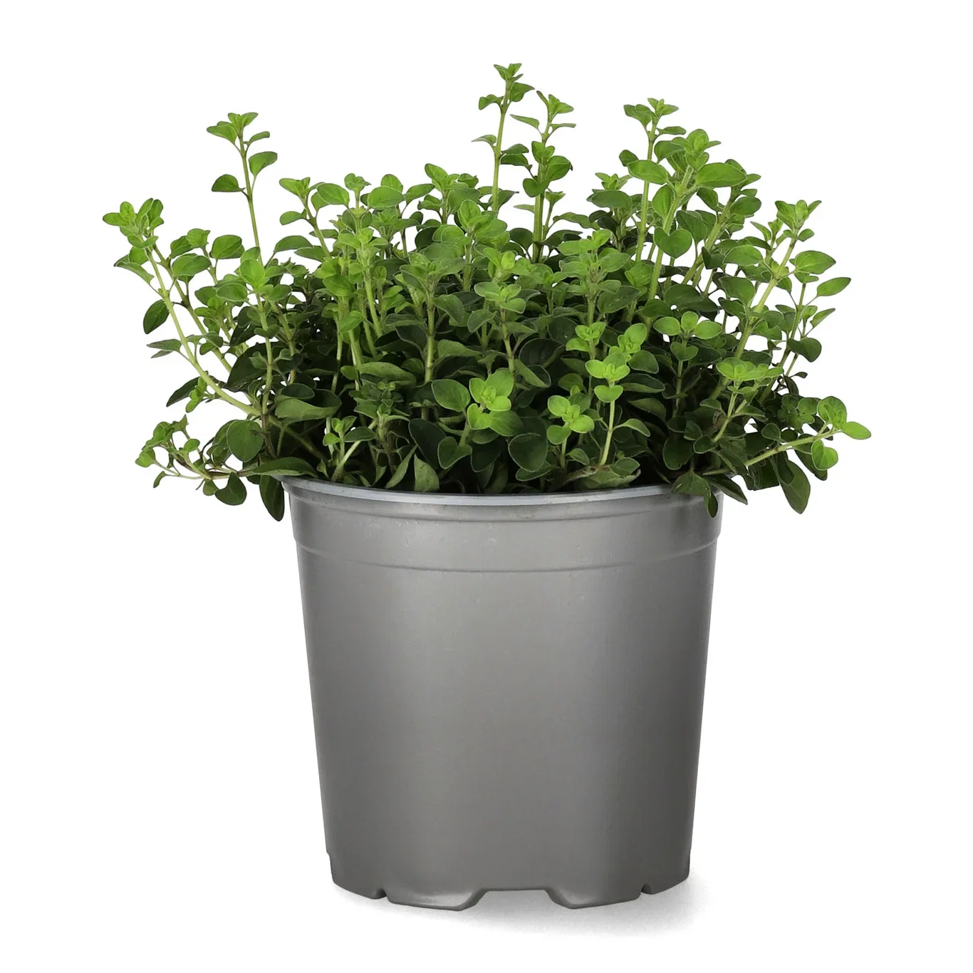 Origanum vulgare 14 cm