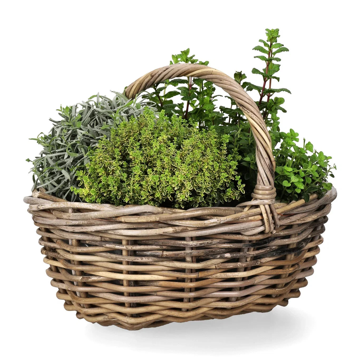 Citrontimjan 'Aureus'