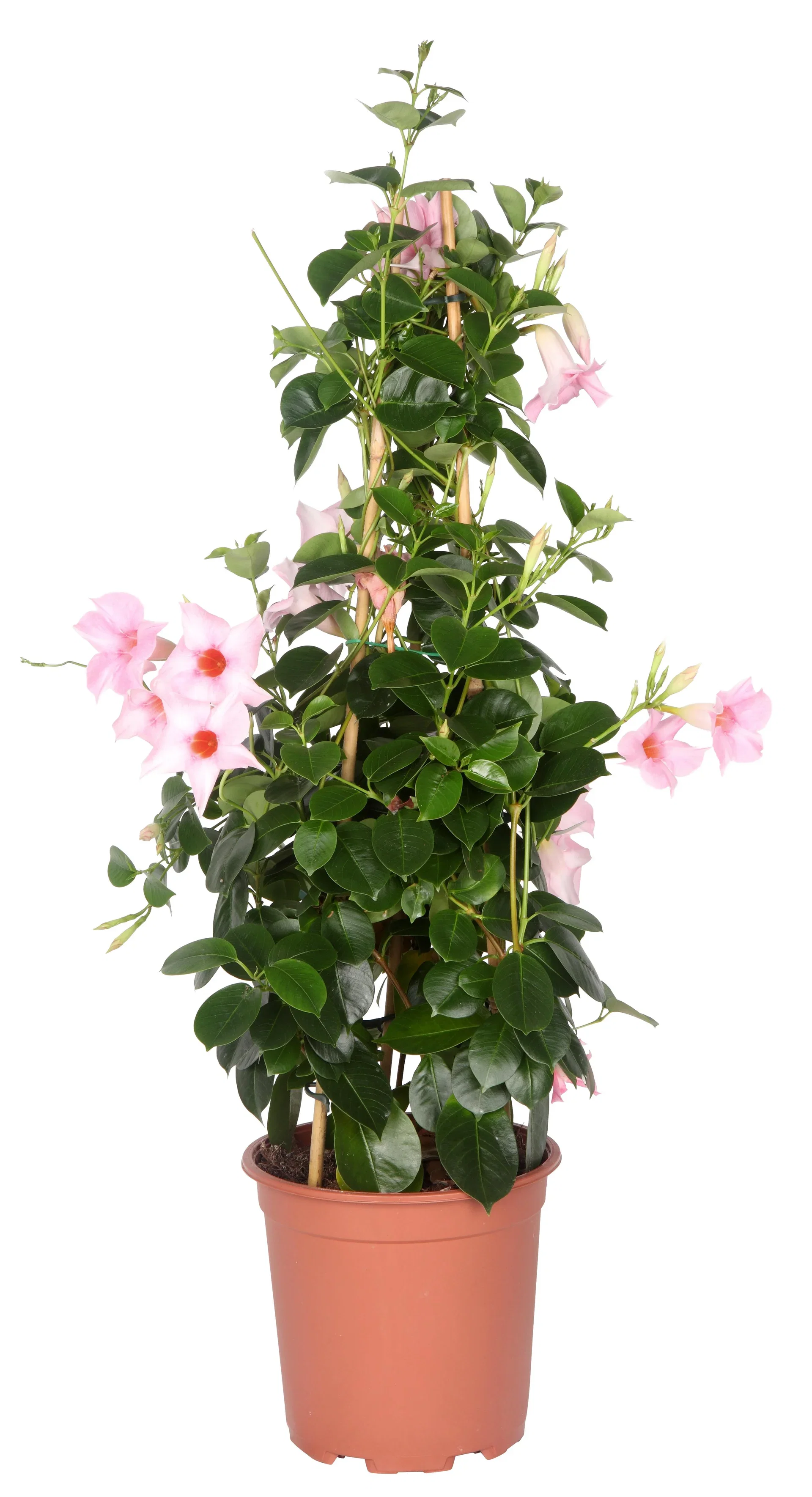 Dipladenia pyramide Rosa 17 cm