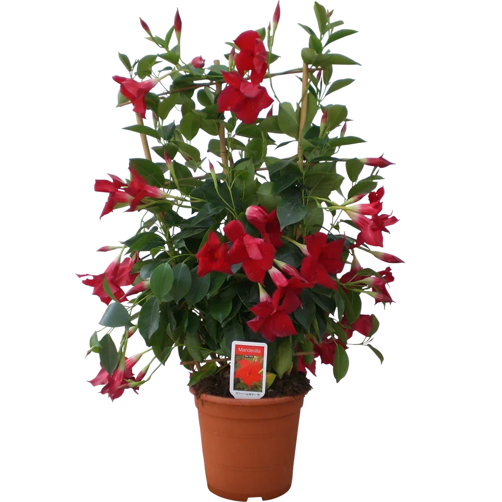 Dipladenia tower 23 cm