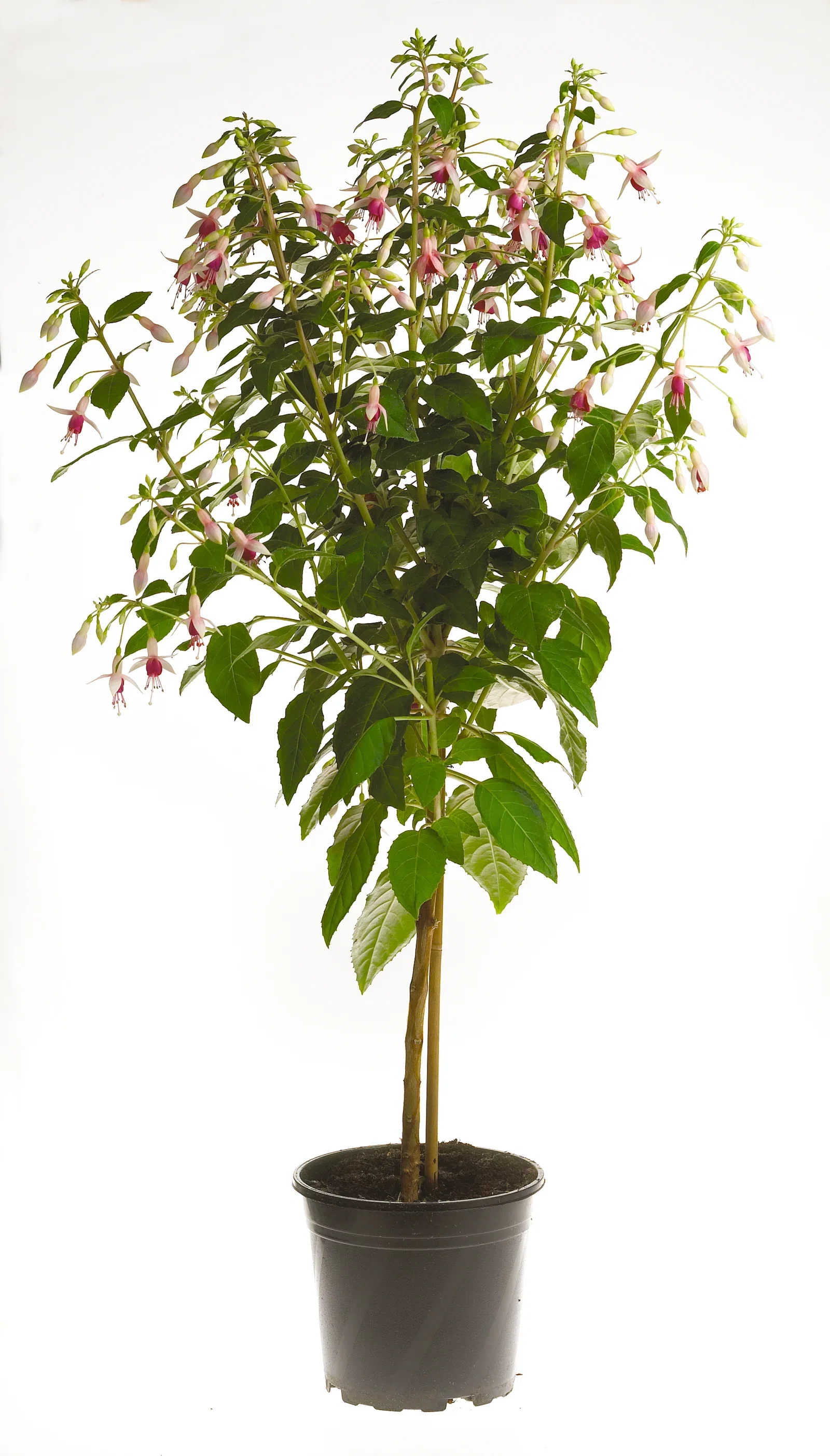 Fuchsia på stam