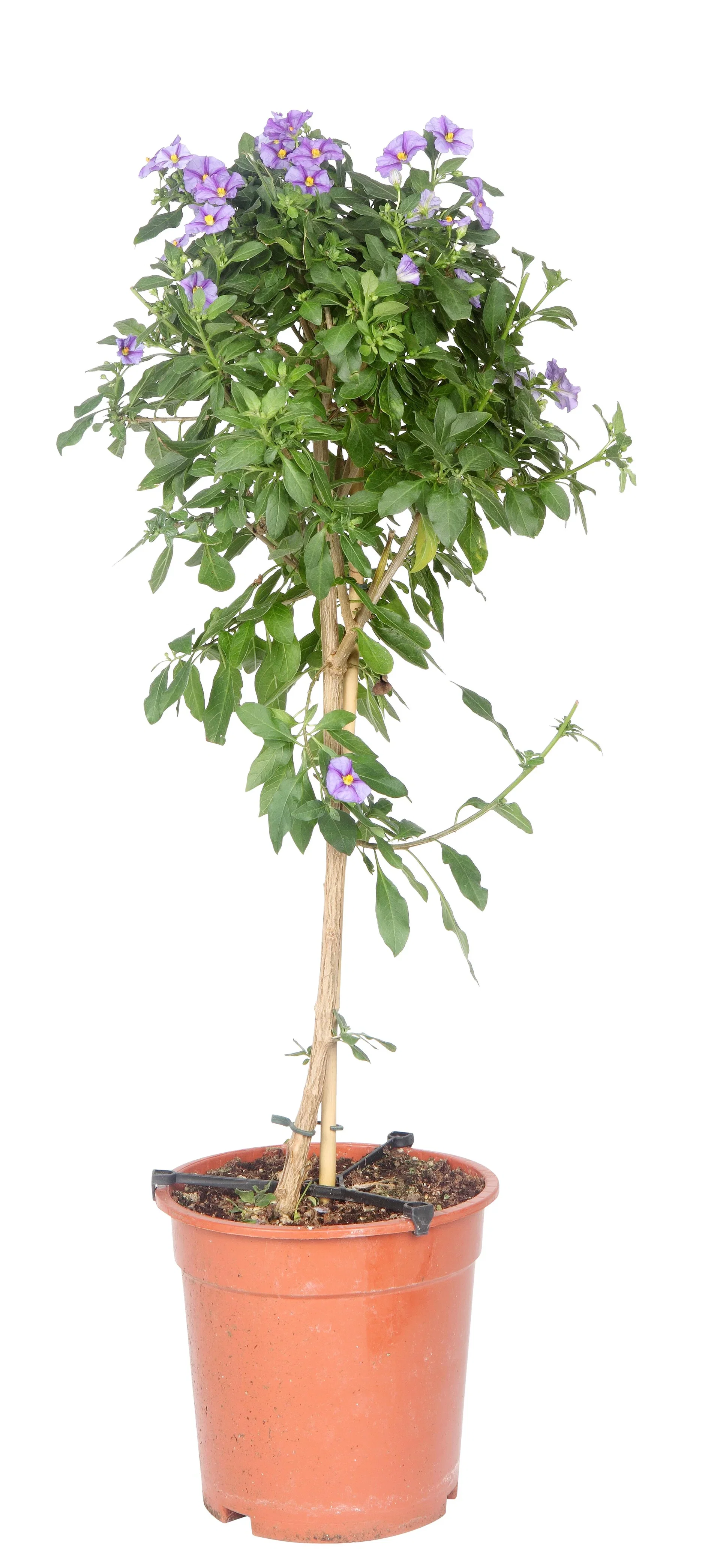 Lycianthus 'Rantonettii' stem blue 19 cm