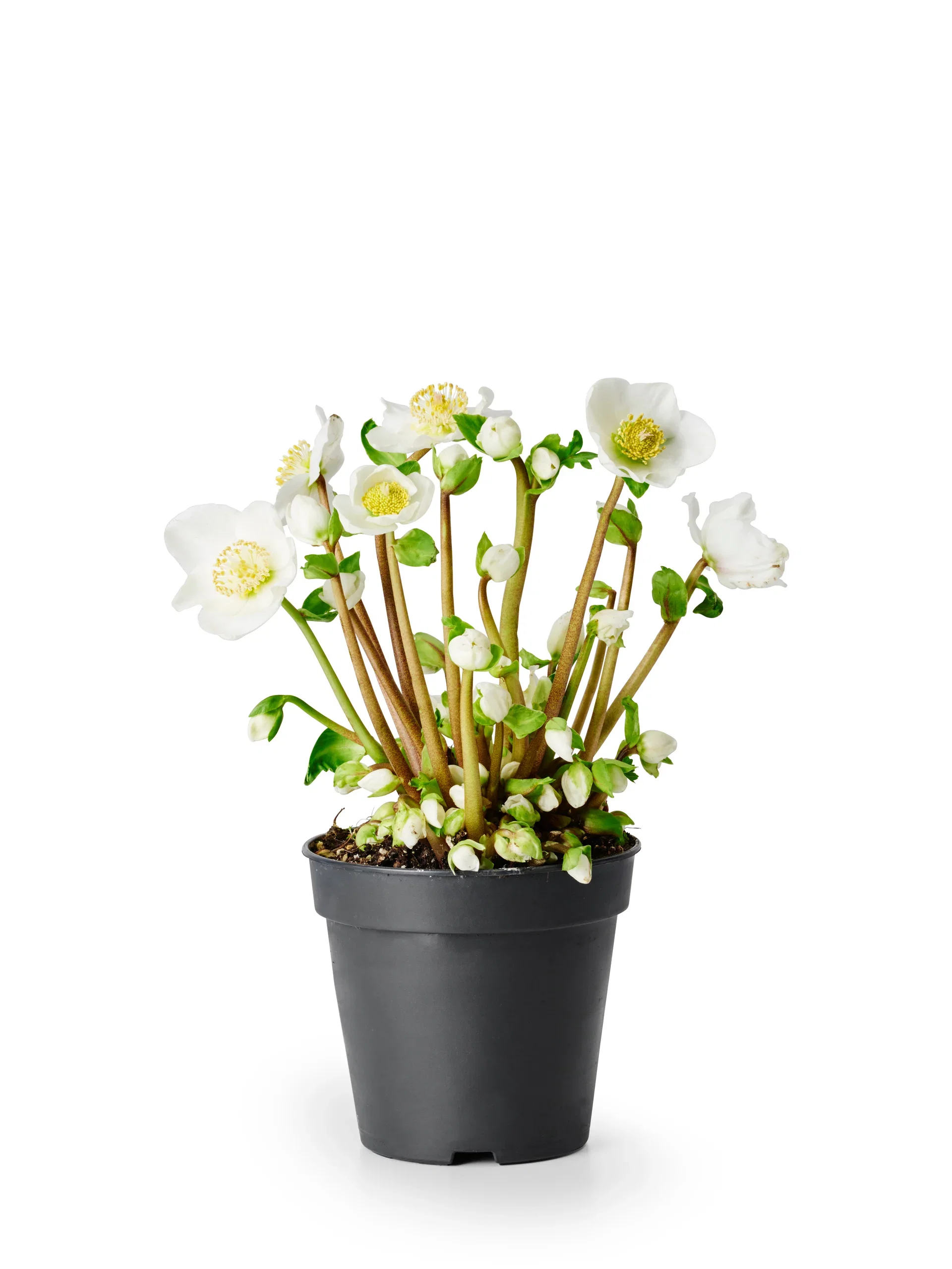 Julros 'Verboom Beauty'