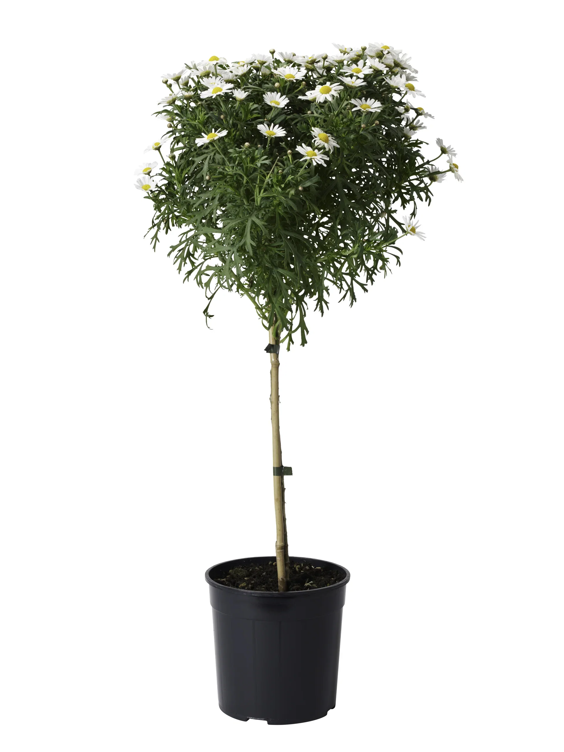 Argyranthemum stem White 19 cm