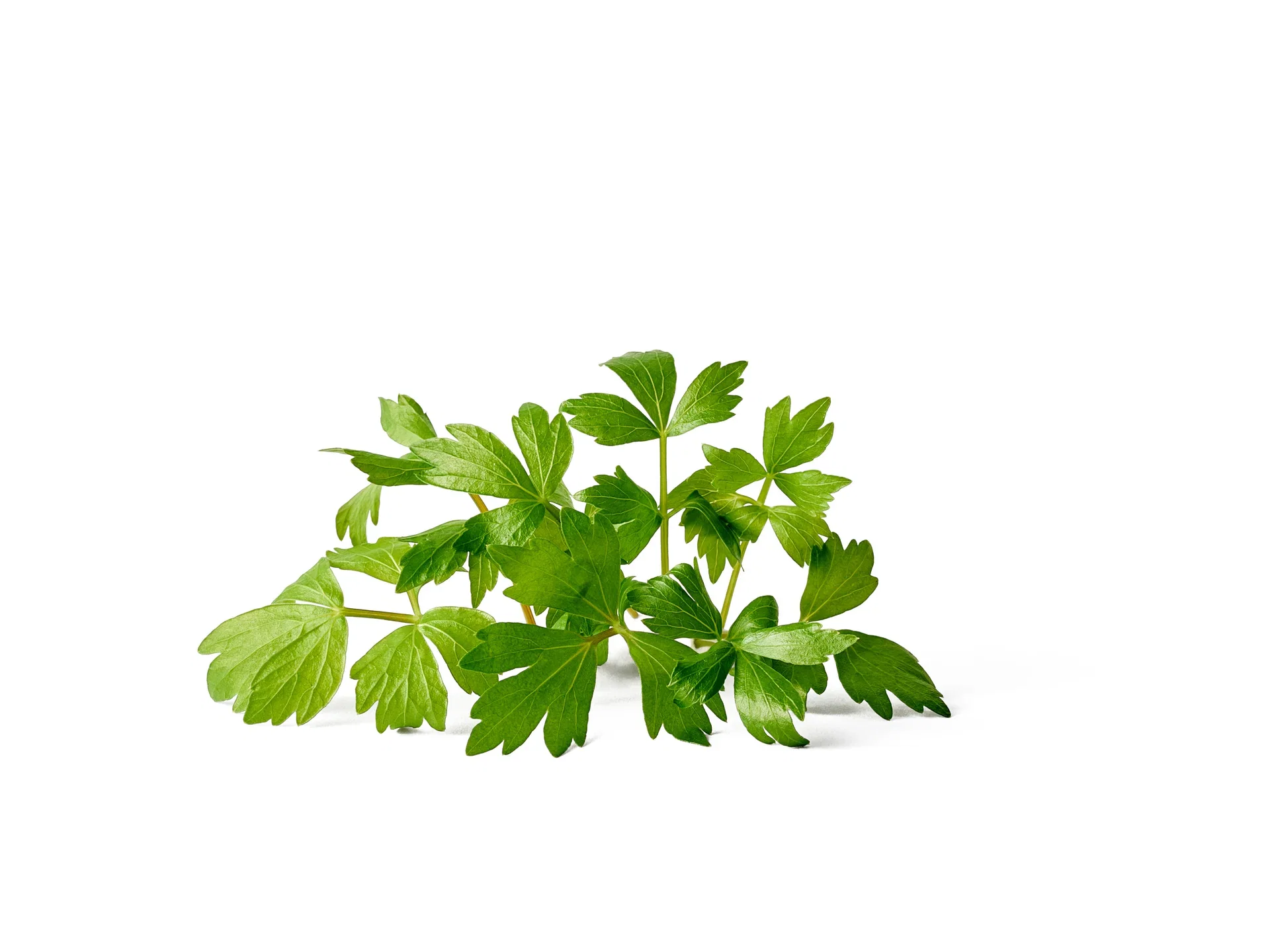 All N. Levisticum officinale 12 cm