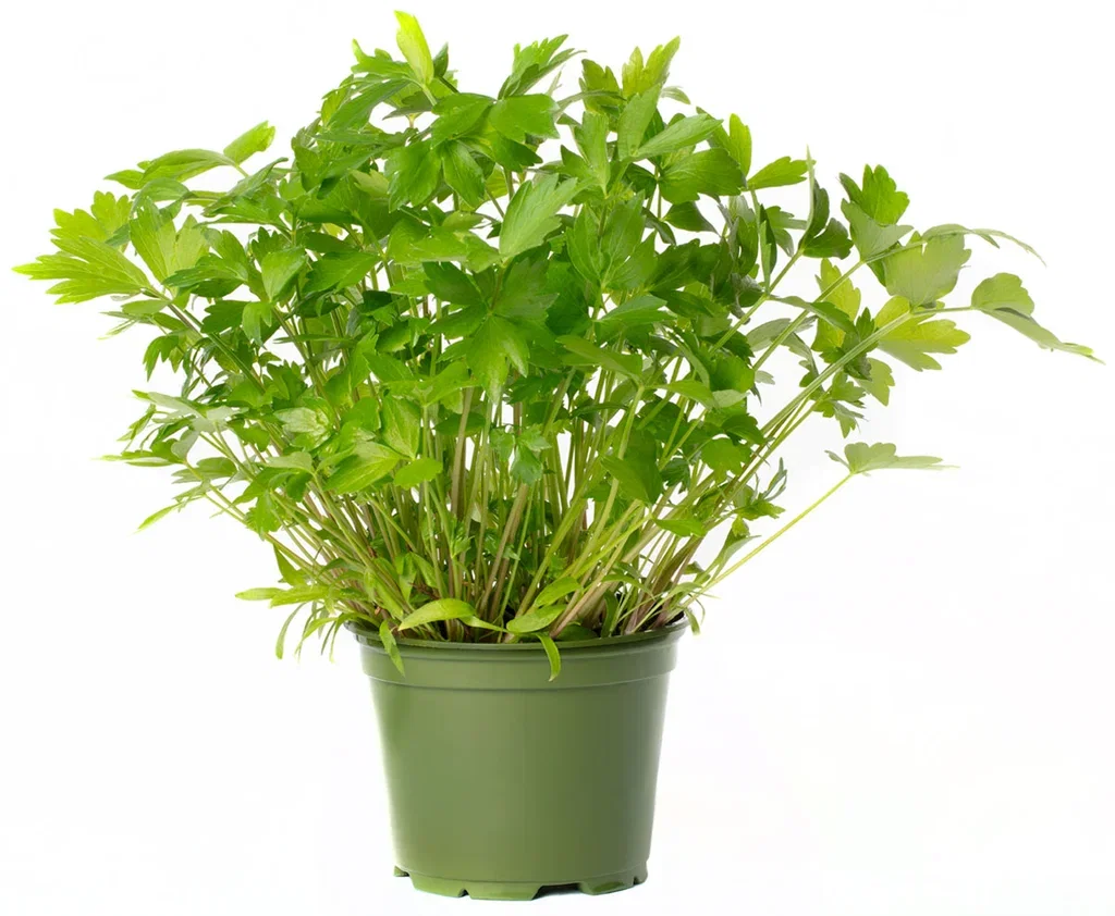 All N. Levisticum officinale 12 cm