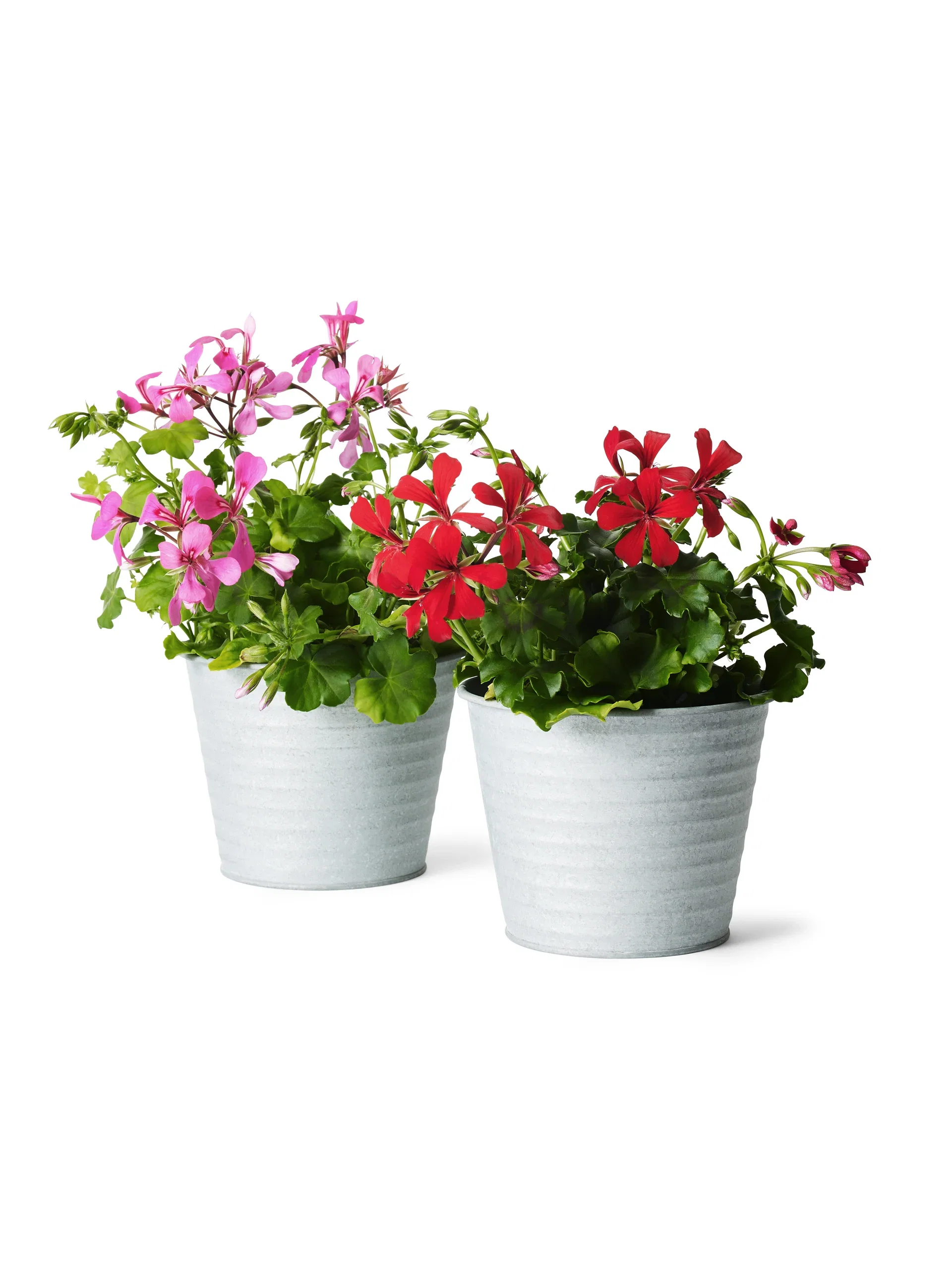 Pel. peltatum Red 12 cm