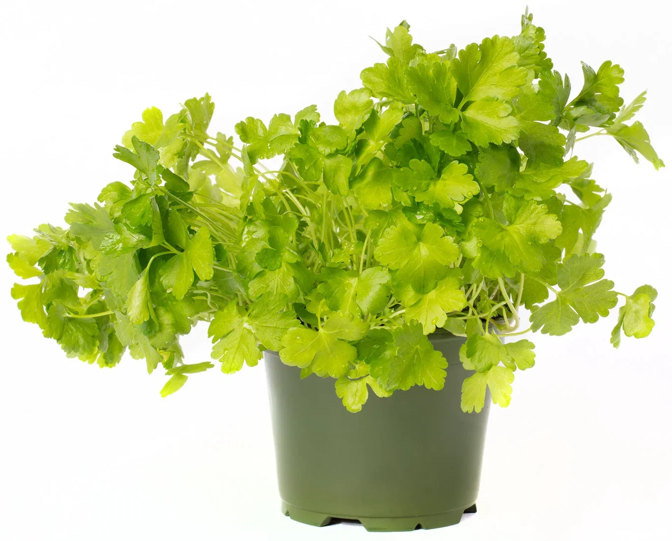 Slätbladig persilja 'Peione'