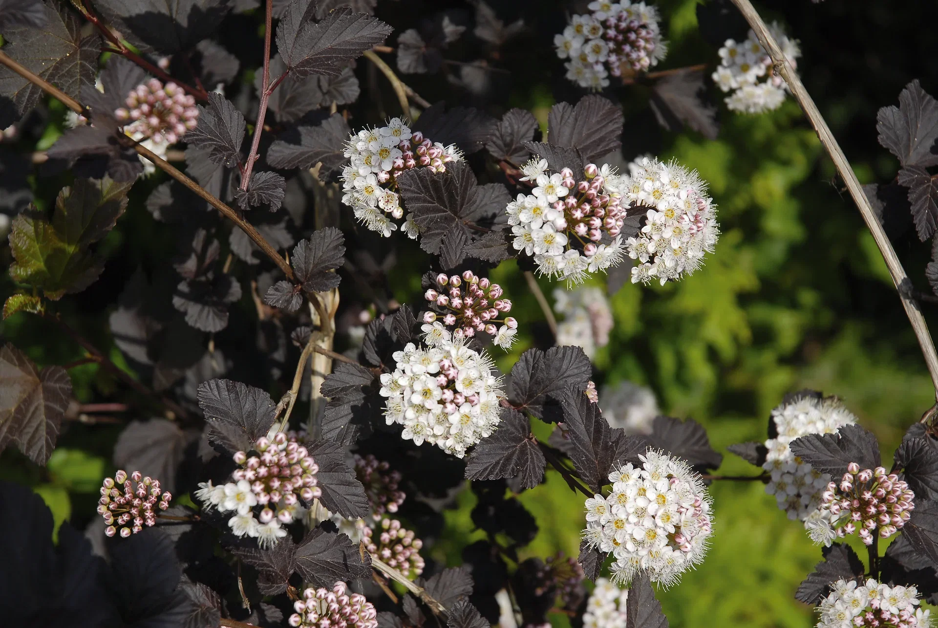 Smällspirea 'Diabolo'