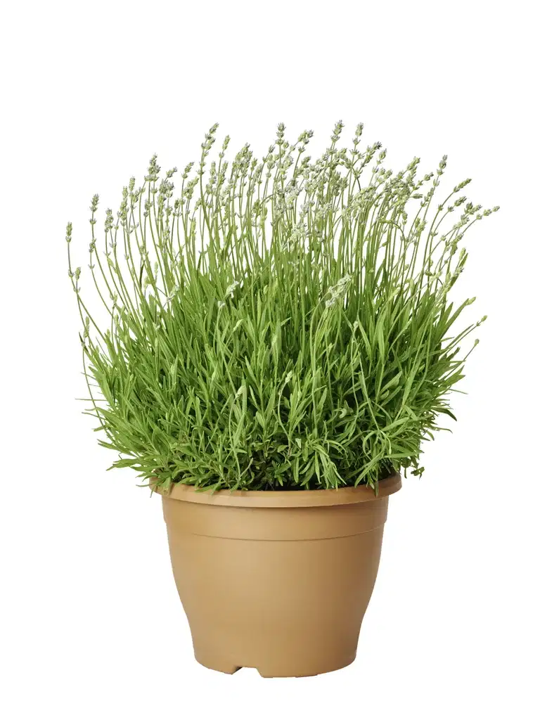 Lavendel 'Essence Purple'