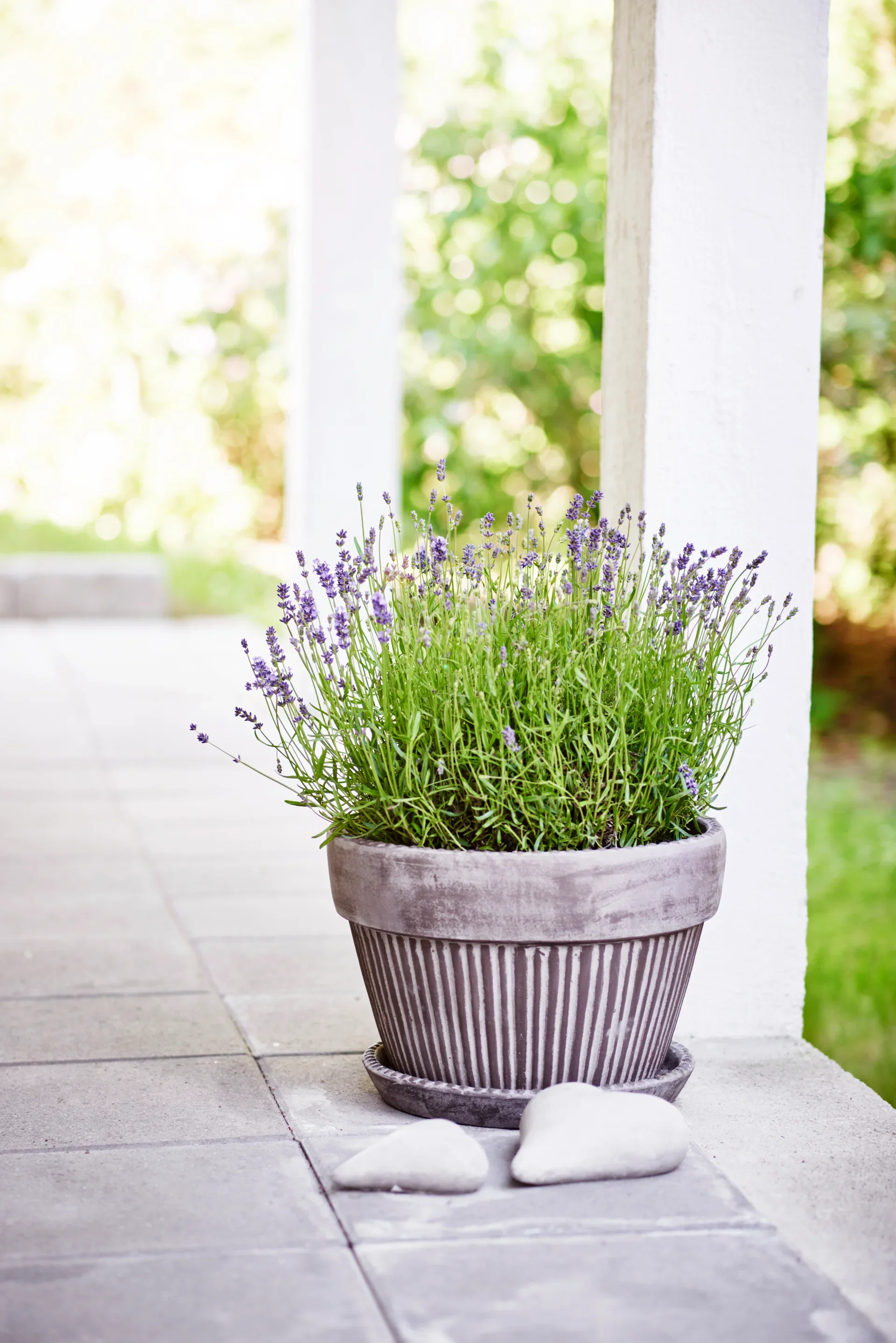 Lavendel 'Essence Purple'