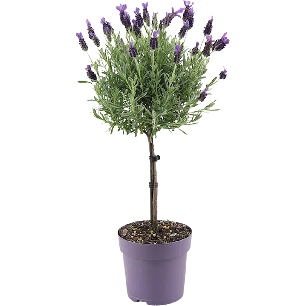 Lavandula stoechas stem Blue 14 cm