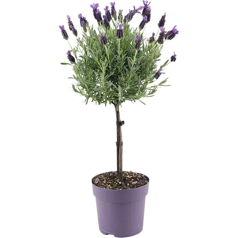 Lavandula stoechas stem Blue 14 cm