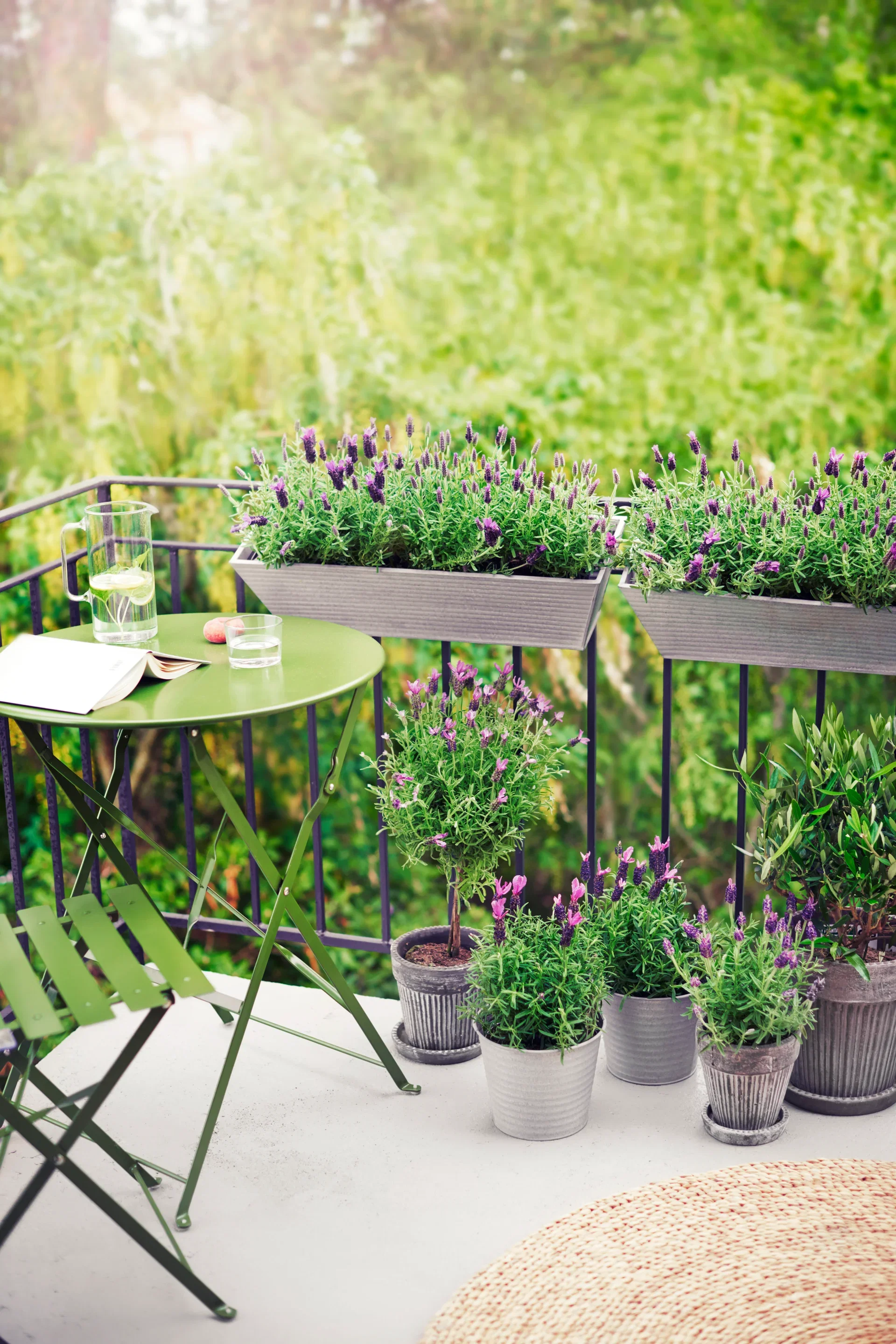 Lavandula stoechas stem Blue 14 cm